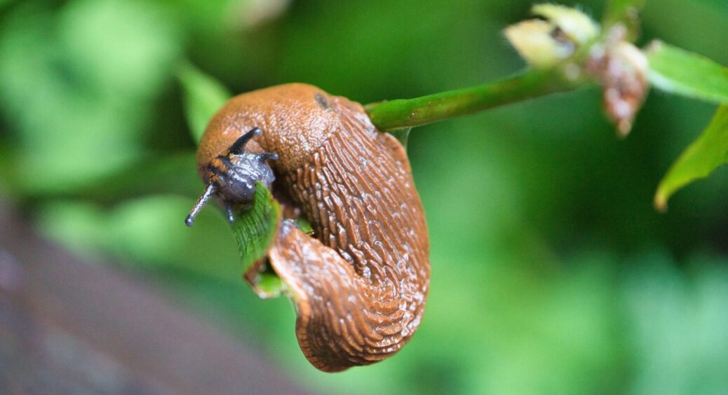 З цим диво-засобом слимаки навчаться “бігати”, бо їм такі сюрпризи не до вподоби – лайфхак дідуся Гришка 