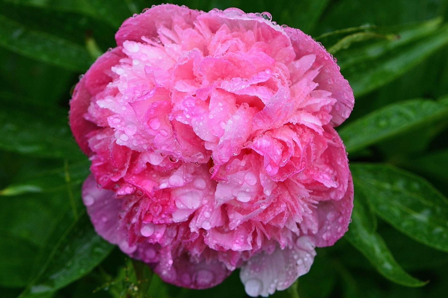 Експерти розповіли, як правильно підживлювати півонії для цвіту