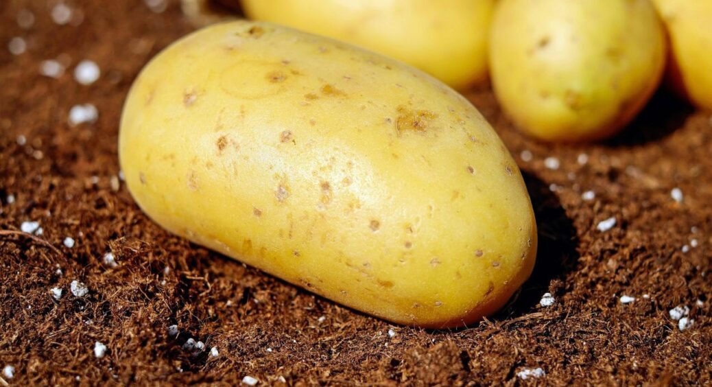 Кум-садівник посадив картоплю під картоном – збирає врожай у 2 рази більше: цінний трюк для дачників 