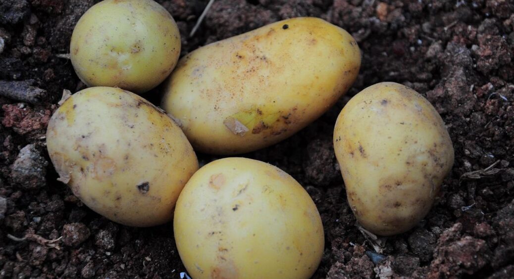 Зібрала сухе листя та змішала з золою — навесні картопля росте, як на дріжджах: так робили наші дідусі 