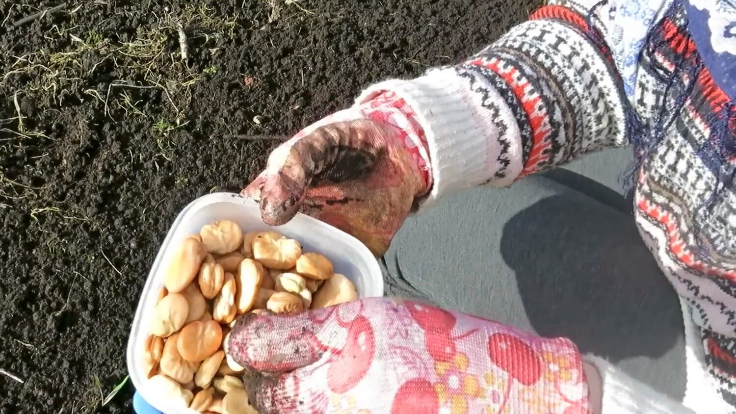 Городники нагадали, які 7 культур треба встигнути посадити до кінця квітня