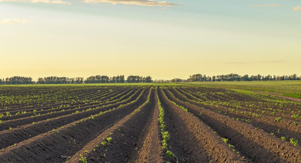 4 сорти картоплі, які мене підвели – очікувала по 500 кг з однієї сотки, а отримала “дулю” 