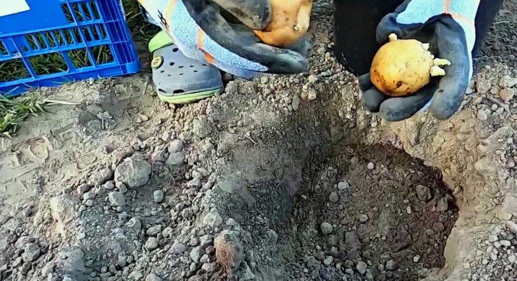 Кума вже 3 рік підряд вирощує картоплю на одному місці, і прийшла до цікавого висновку. Чи треба сівозміна? 