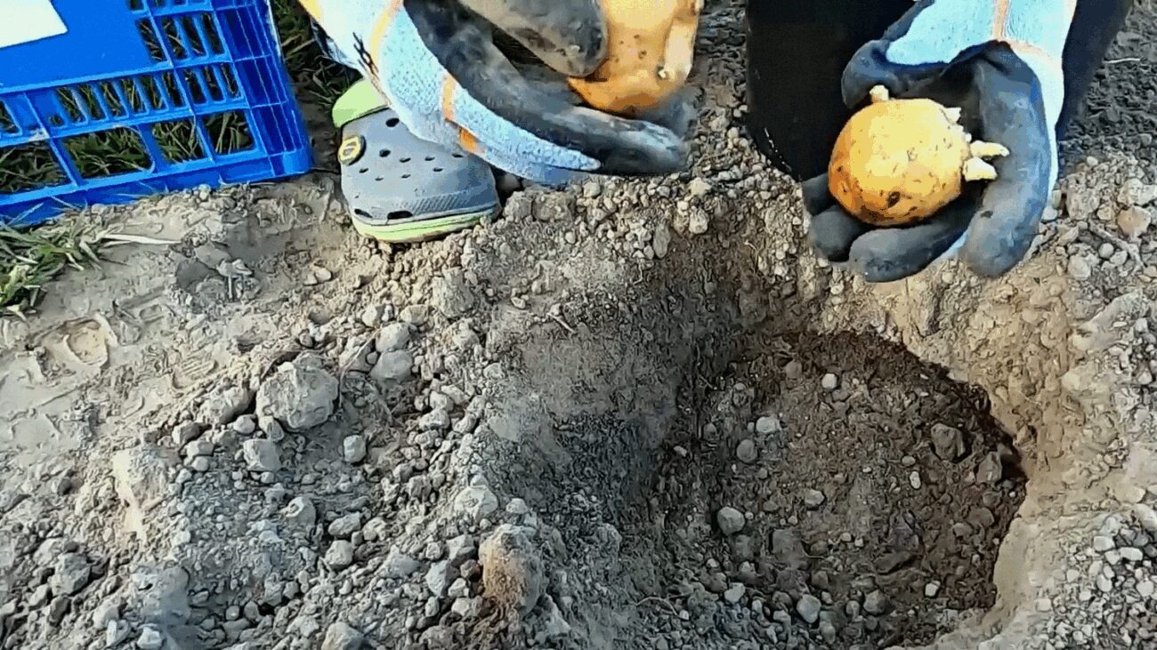 Агрономи пояснили, чи можна вирощувати картоплю кілька років на одному місці