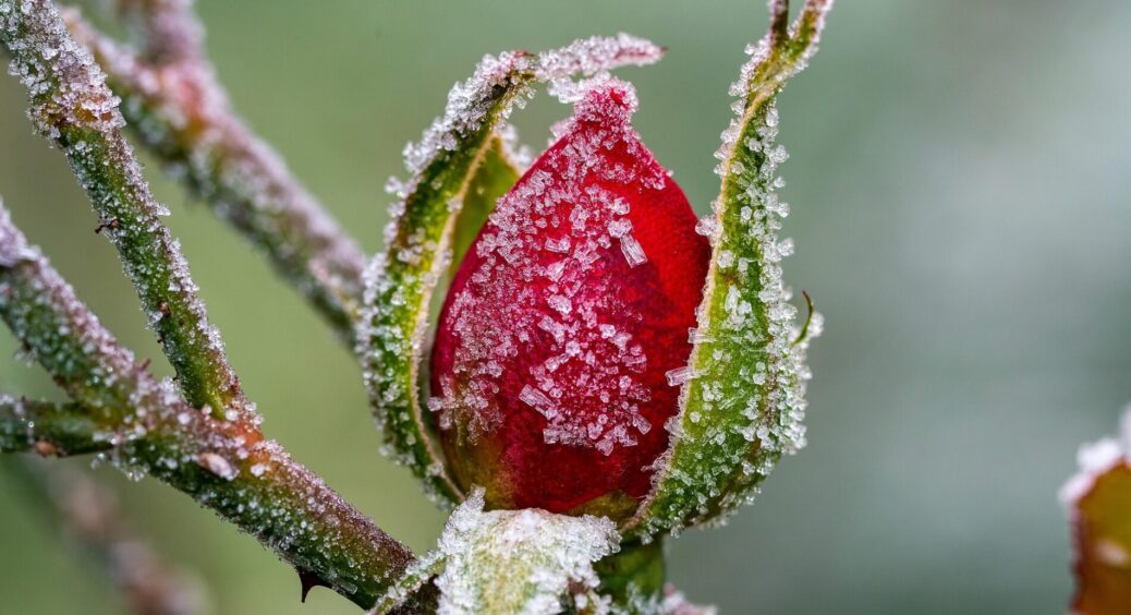Троянди в капцях чи в ковдрі? Мій осінній дослід 2 засобів захисту: що ліпше — підгортати чи укривати кущі 