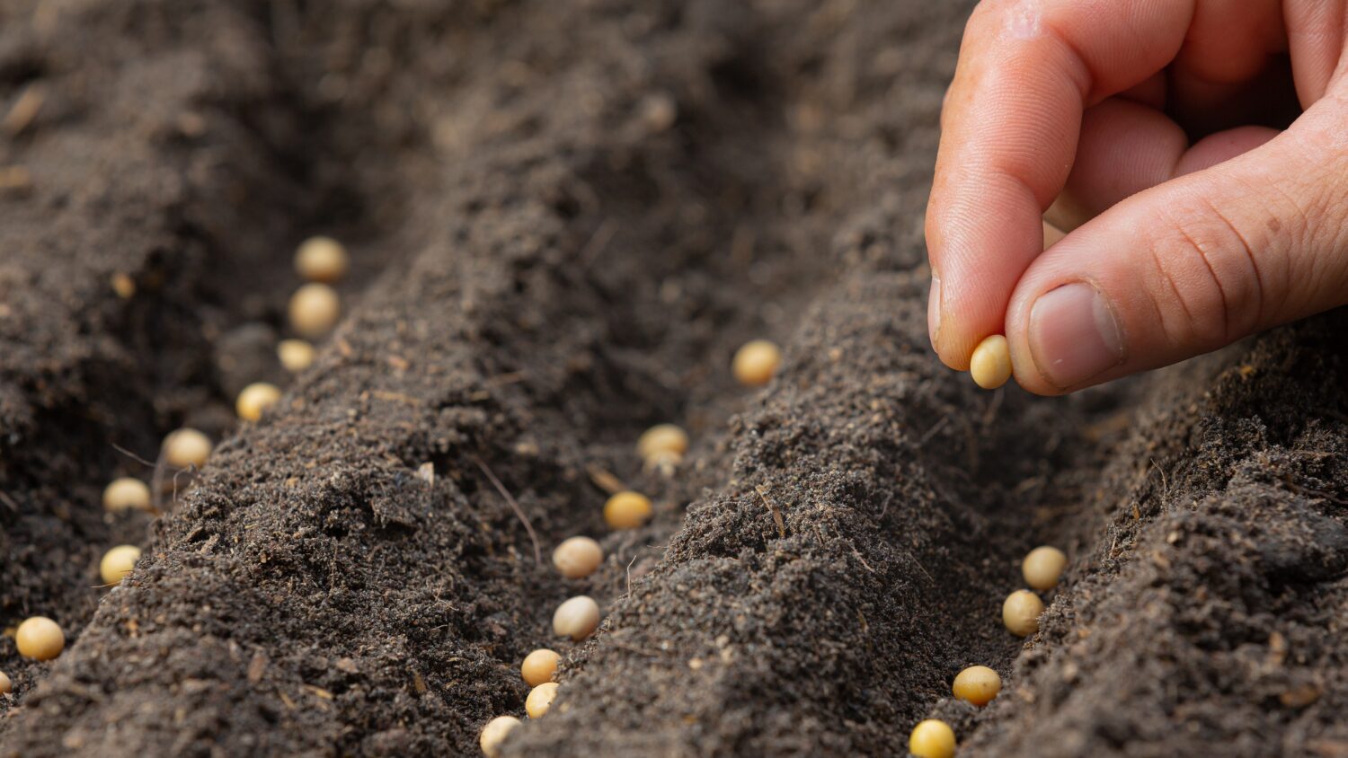 Експерти розповіли, які роботи на городі слід проводити в травні