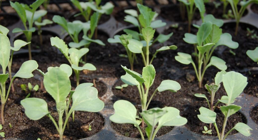 “Супер розсада” – що це і чому городники більше не купують десятки різних добрив? У складі є все необхідне 