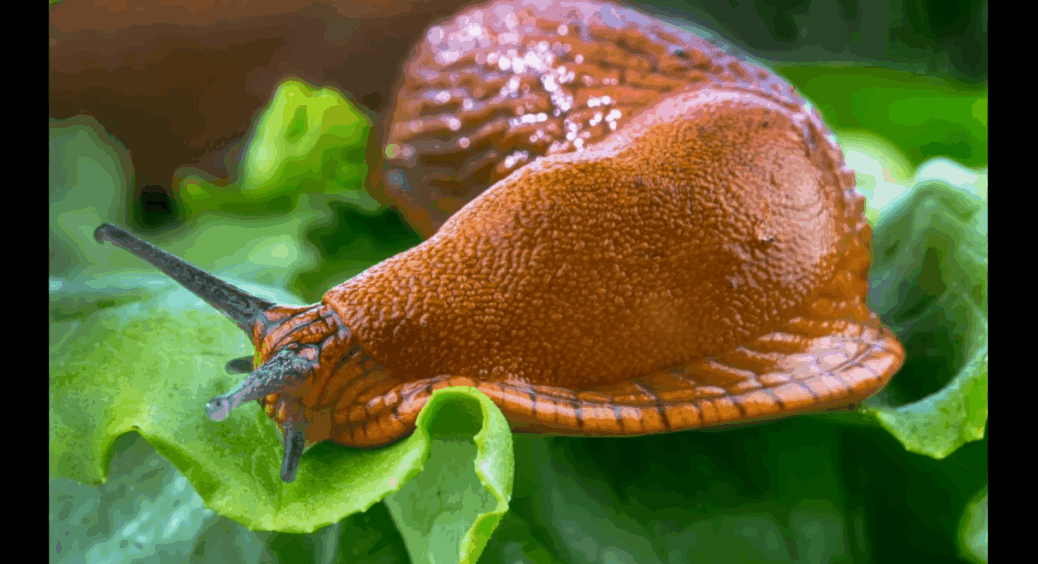 1 ложка на відро води з крану і слимаки повилітають з городу, як ошпарені: “халява” яка, а діє на всі 100 