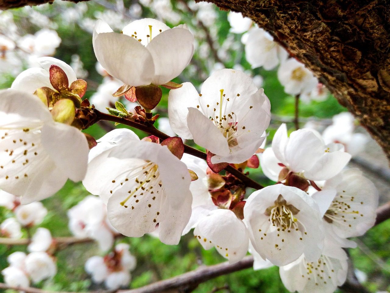 Експерти розповіли, як правильно навесні обробити сад від шкідників