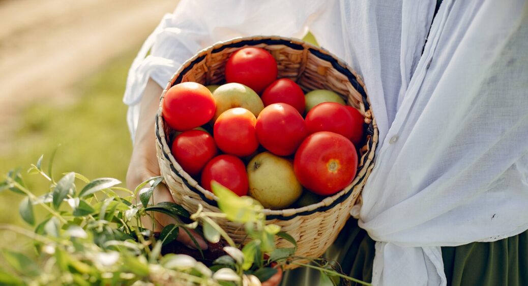 Запізнилась із посадкою помідорів на 10 днів — залишилась майже без врожаю, хоча сусіди збирали повні кошики 