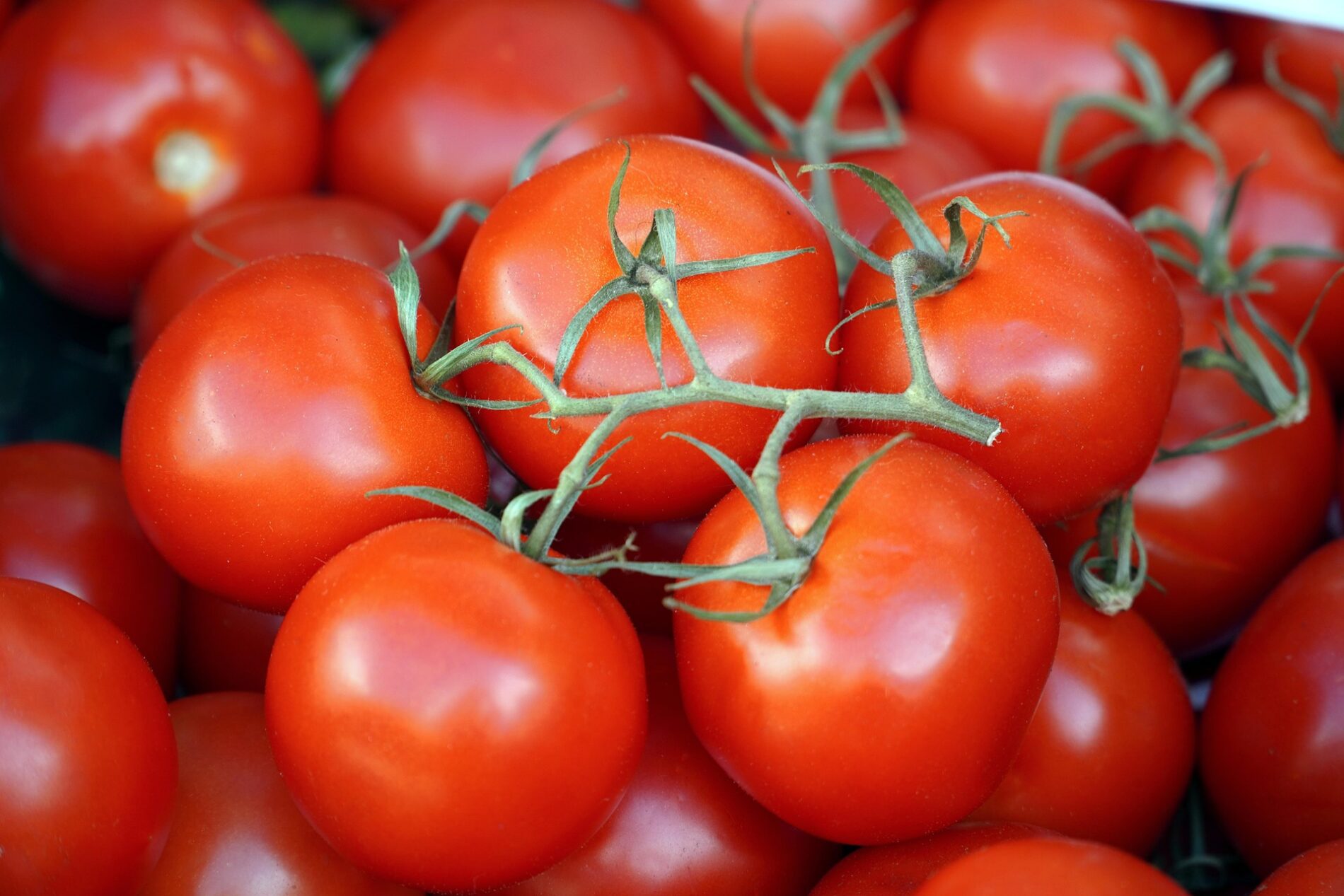 Як удобрити помідори під час посадки