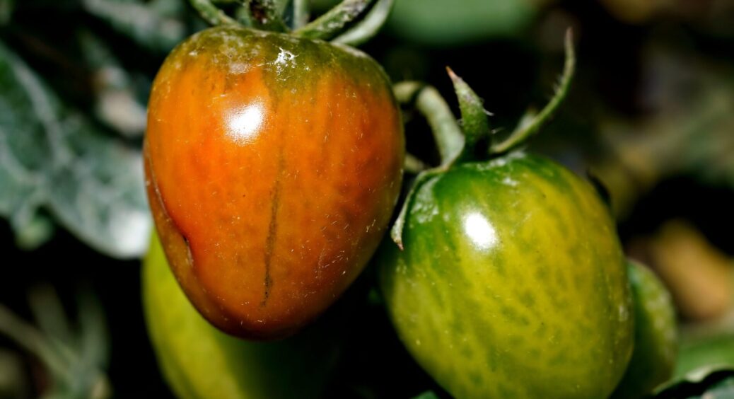 На погоду не дивлюсь – помідори висаджую тільки після “світлого тижня”: врожай такий, що радію все літо 