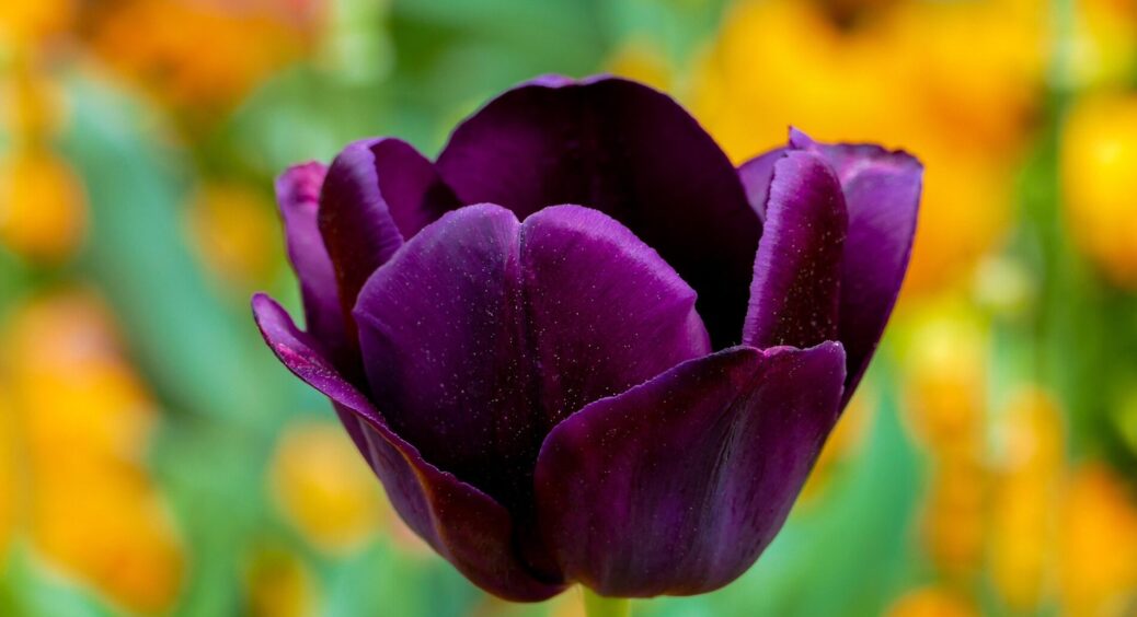 Посадила тюльпани в діряві ящики – сусідка сказала “дивачка”: а навесні так і заздрить моїй клумбі 