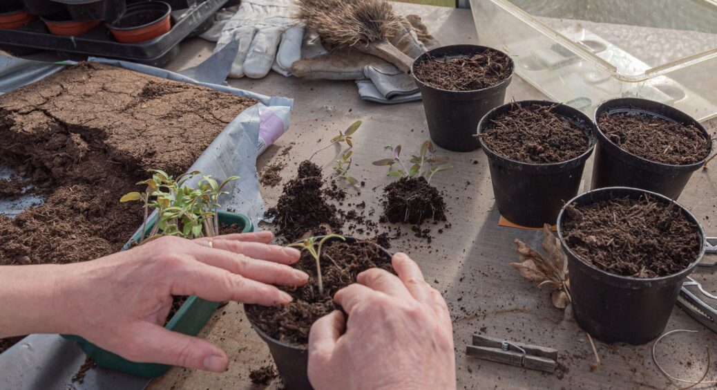 Дорогі фітолампи не знадобляться: поливаю розсаду потужним “допінгом” з 3 інгредієнтів – і біди собі не знаю 