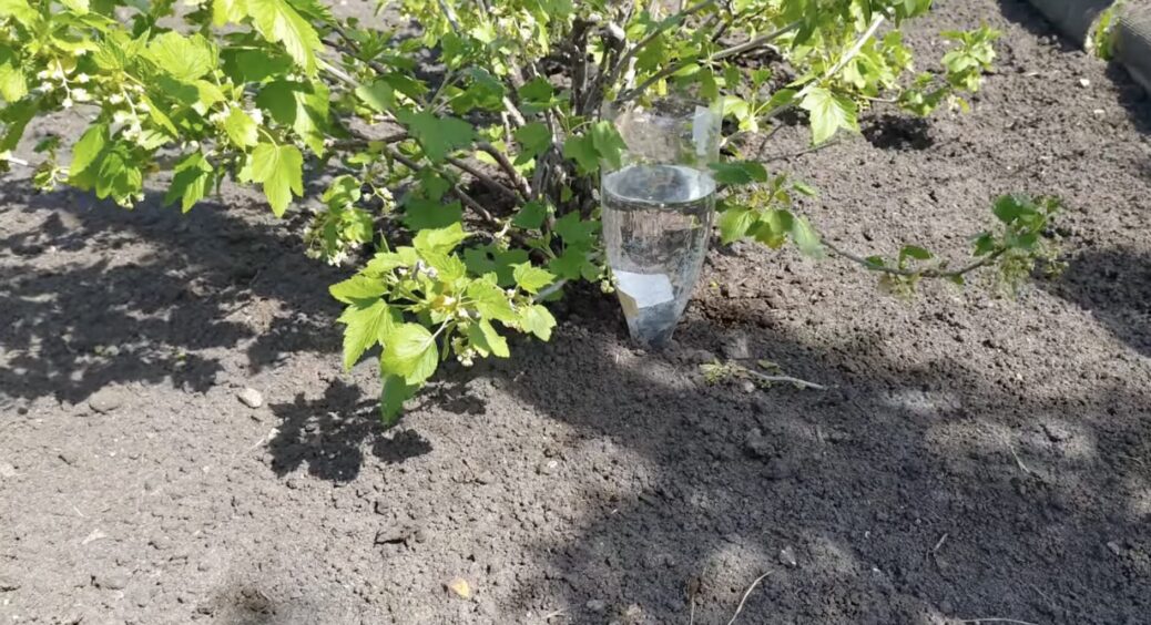 Лише 3 пластикові пляшки – і весь рядок политий: тепер у спеку поливаю город тільки так – вау-результат! 