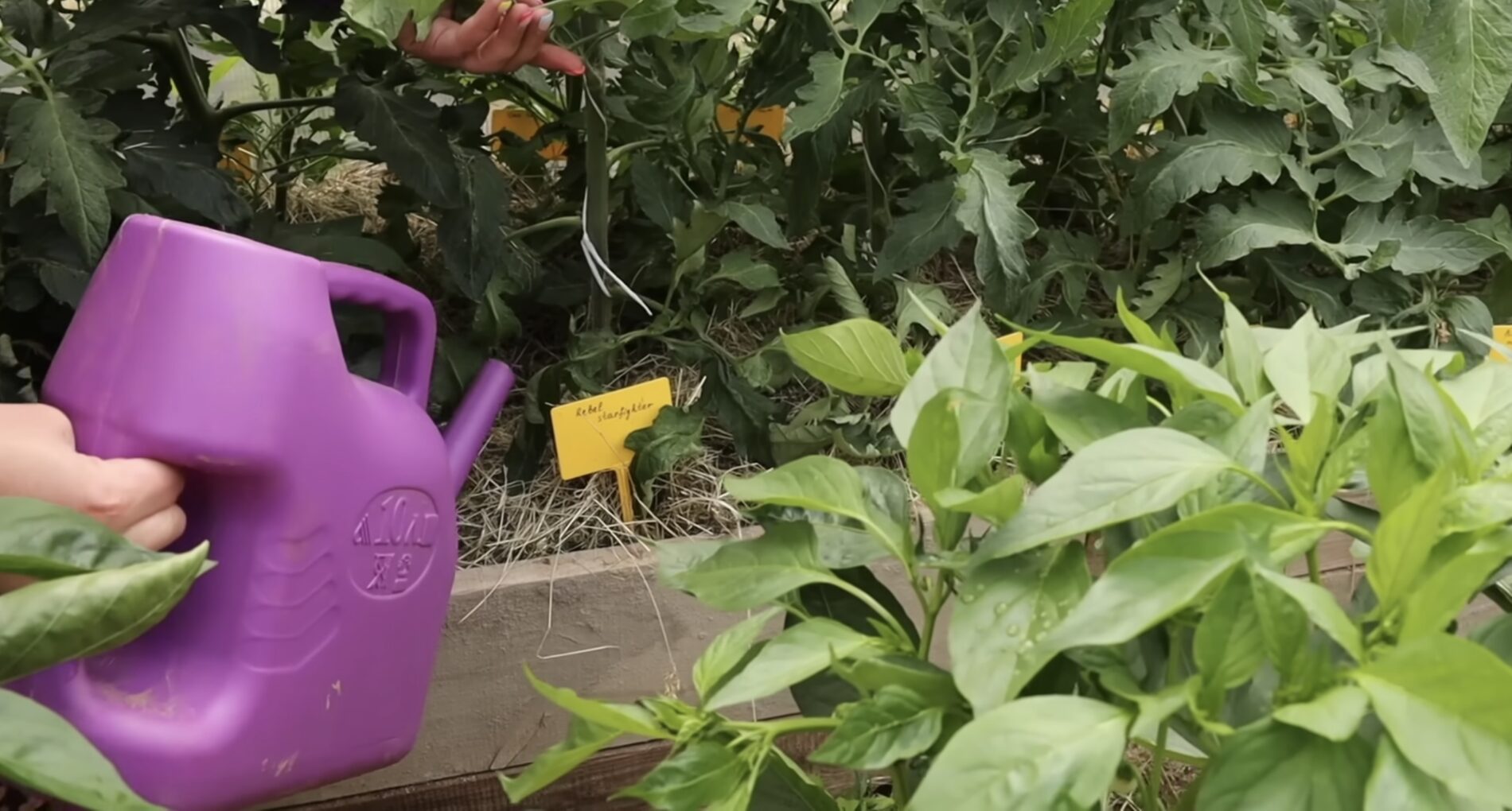 Експерти розповіли, коли в квітні найкраще сіяти овочі