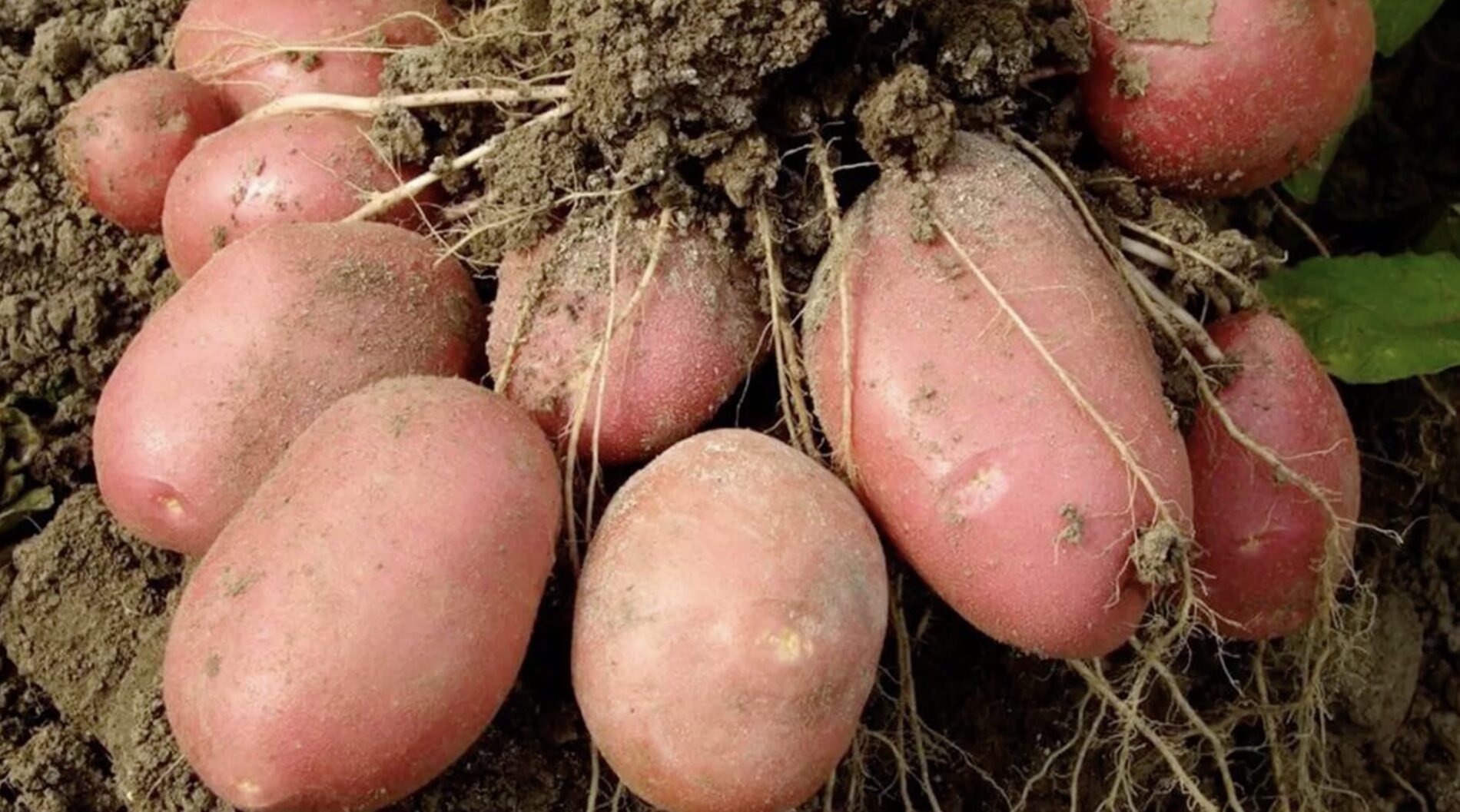 Експерти розповіли, як виростити щедрий врожай картоплі