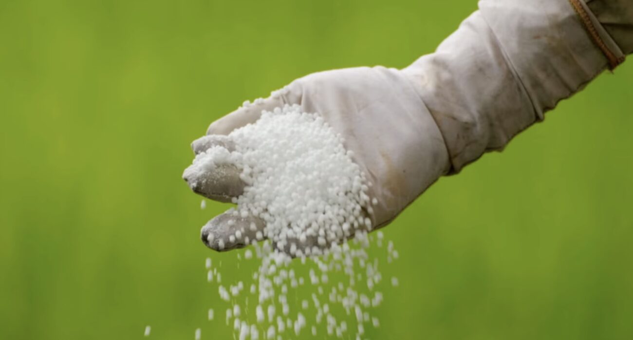 Садівники розповіли, чим підживити яблуні навесні для щедрого врожаю