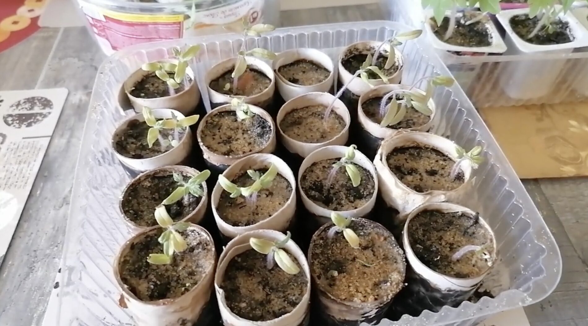 Експерти розповіли, як використати втулки від туалетного паперу  