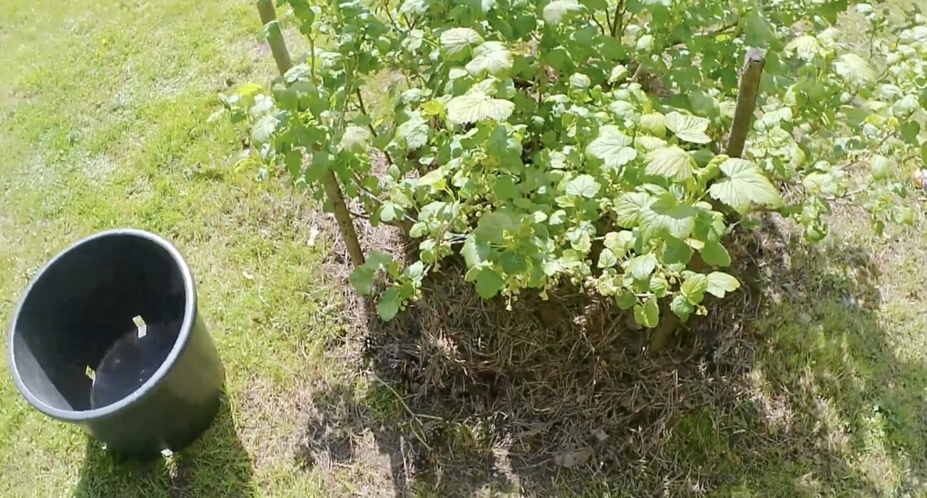 Садівники розповіли, що обовʼязково потрібно зробити з кущами смородини навесні Садівники розповіли, що обовʼязково потрібно зробити з кущами смородини навесні