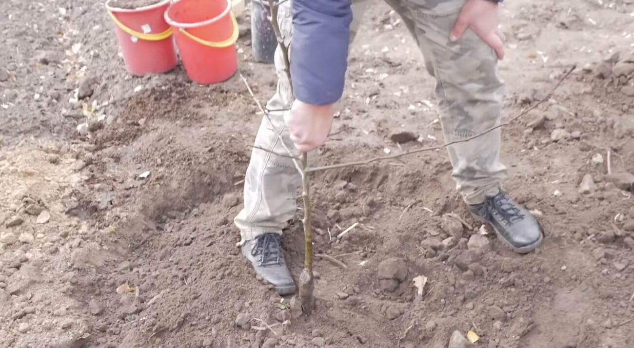 Садівники поділилися цікавим способом посадки яблунь