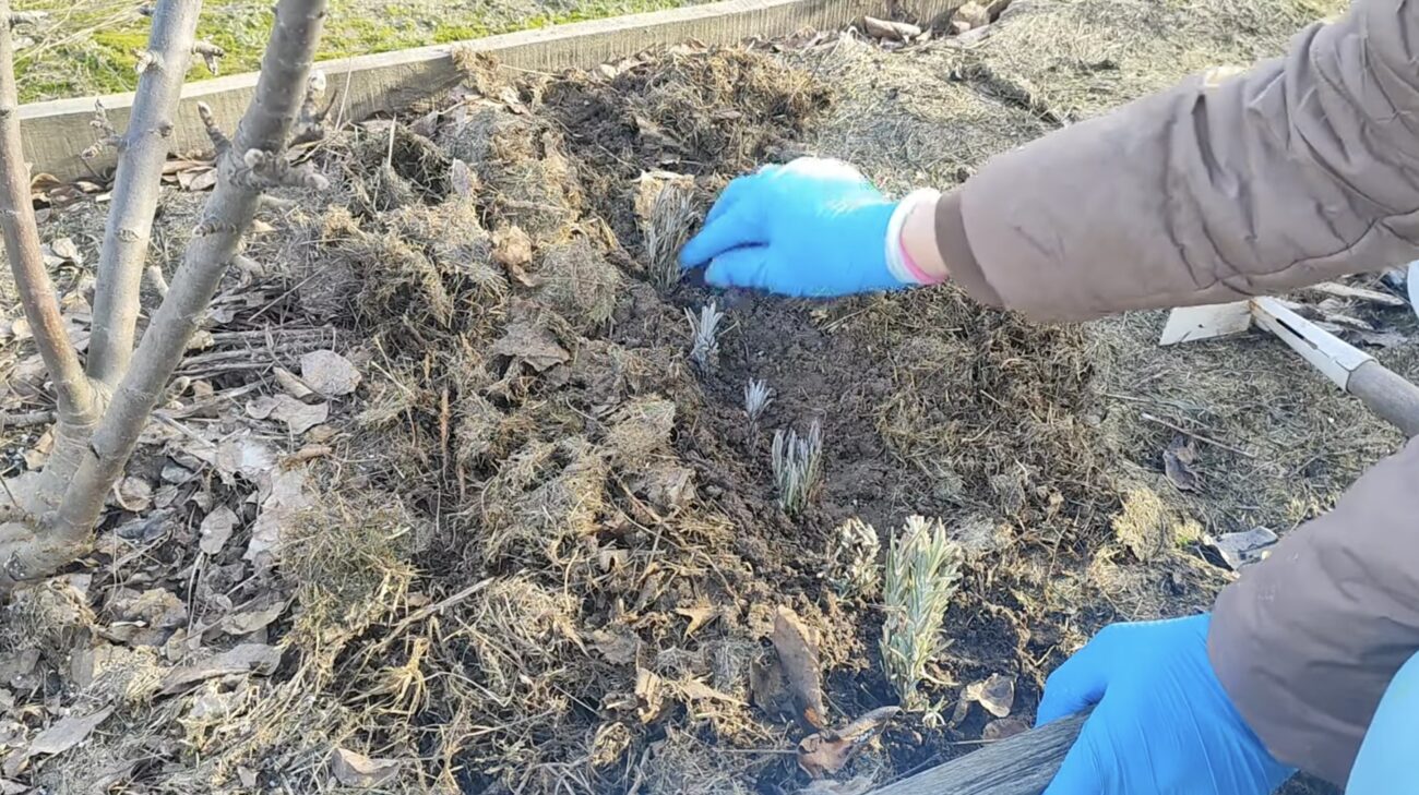 Агрономи поділилися секретами вирощування лаванди