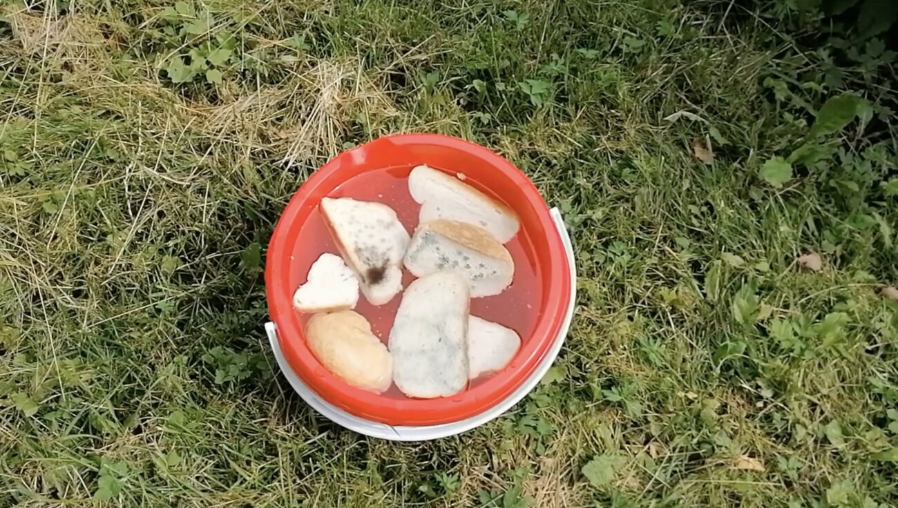 Городники розповіли, як можна використати залишки хліба з користю для культур