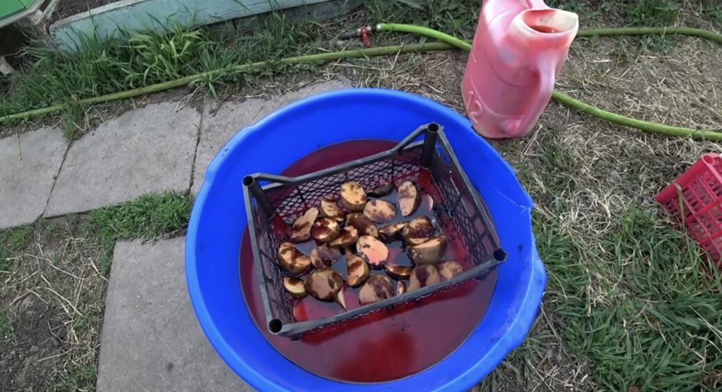 За порадою дідуся-агронома вмочую картоплю у цей розчин – і в лунку: в сезон маю близько 600 кг бульби 