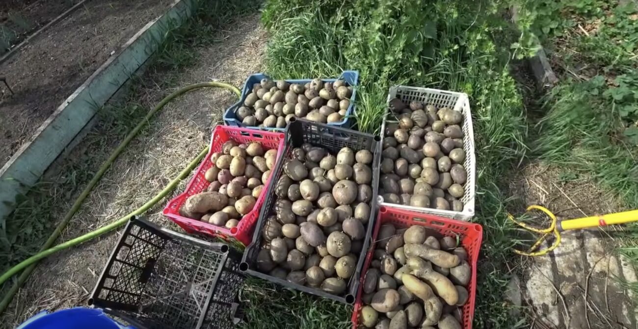 Агрономи розповіли, що зробити з картоплею перед посадкою