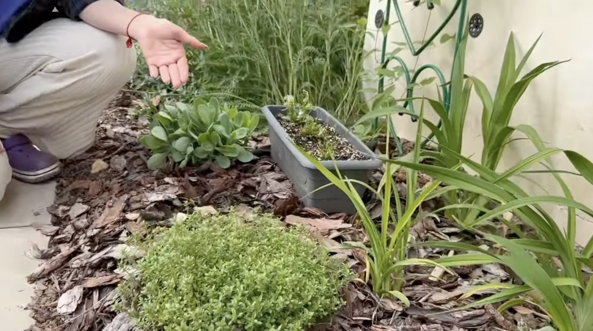 Садівники розповіли, як врятувати рослини в саду від спеки