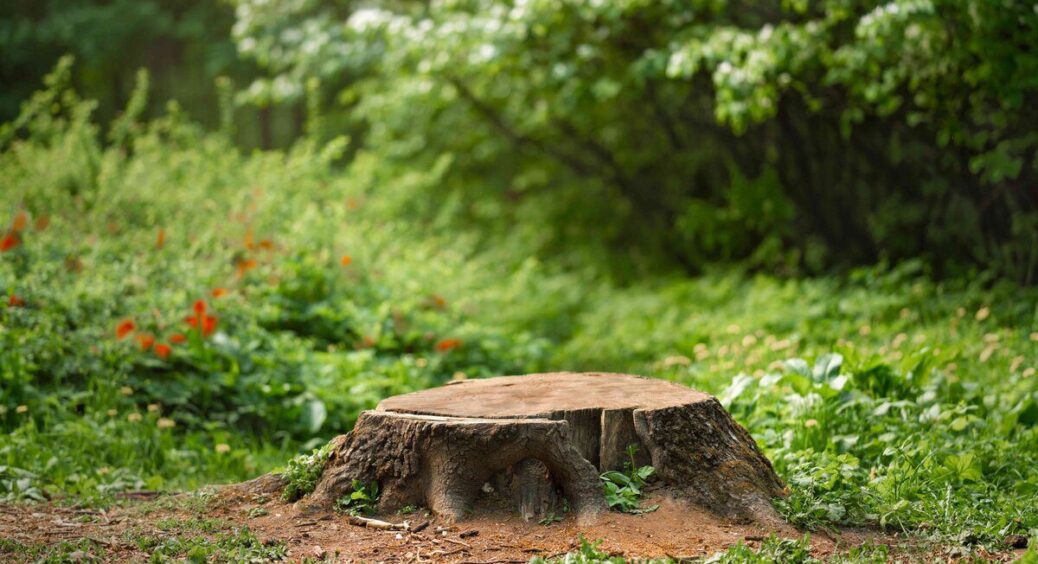 Щоб прибрати пеньок з ділянки, не треба мазати його селітрою і брати в руки лопату. Простий трюк 