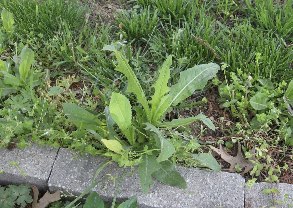 Садівники розповіли, як можна легко позбутись від бур'янів на своїй ділянці без використання хімії