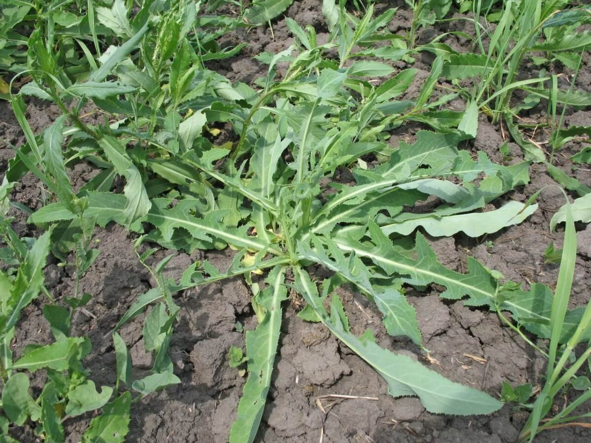 Садівники розповіли, як можна легко позбутись від бур'янів на своїй ділянці без використання хімії