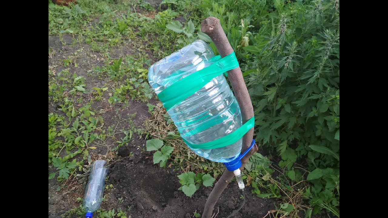 Експерти розповіли, як можна захистити город від птахів і шкідників пластиковою пляшкою