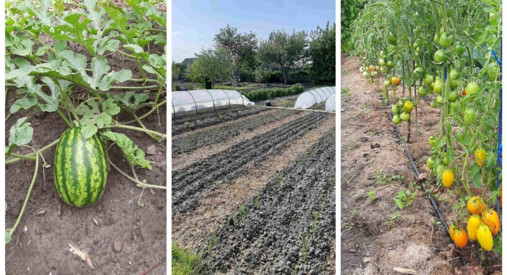 Всього 1 жменька на відро води – і ґрунт став м’якшим, ніж маківка новонародженого: рецепт добрива для дачі 