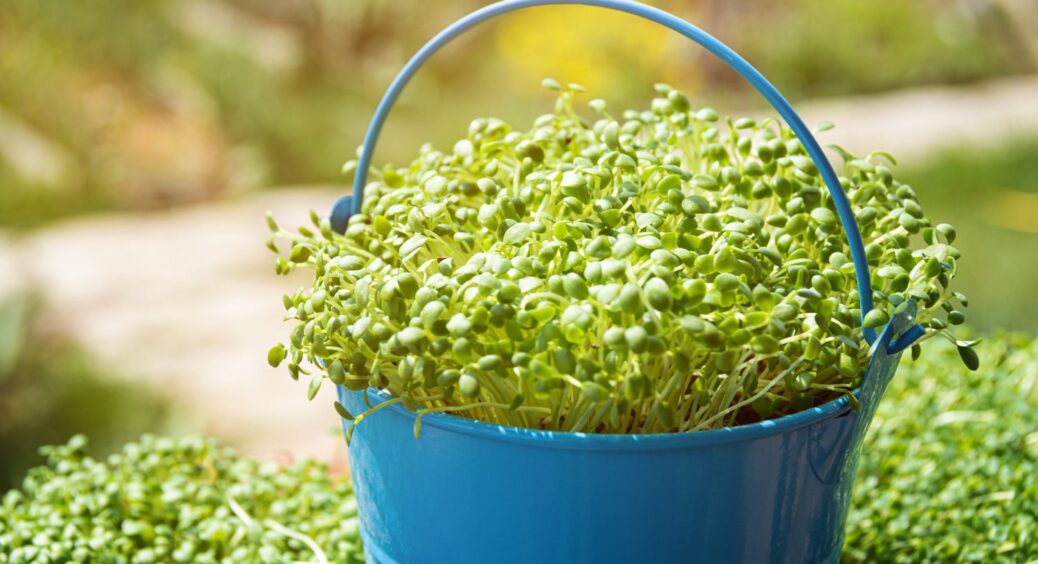 Знаю 5 квітів для вазонів, які створюють затишок на балконі чи подвір’ї: ростуть пишно, цвітуть рясно 