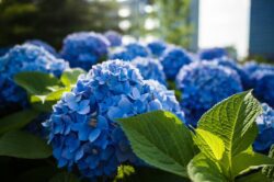 Садівники назвали найкраще добриво для гортензії 