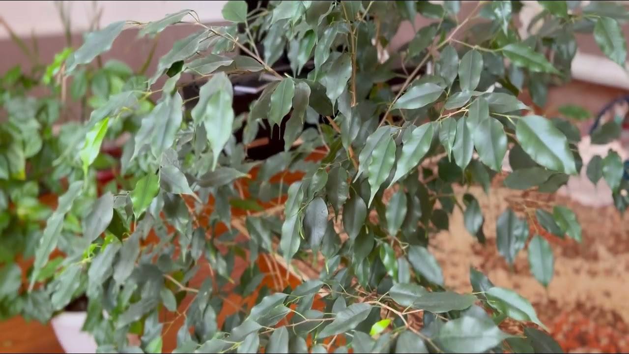 Мій фікус Бенджаміна просто обожнює це натуральне добриво: вношу його – і рослина віддячує пишним листям