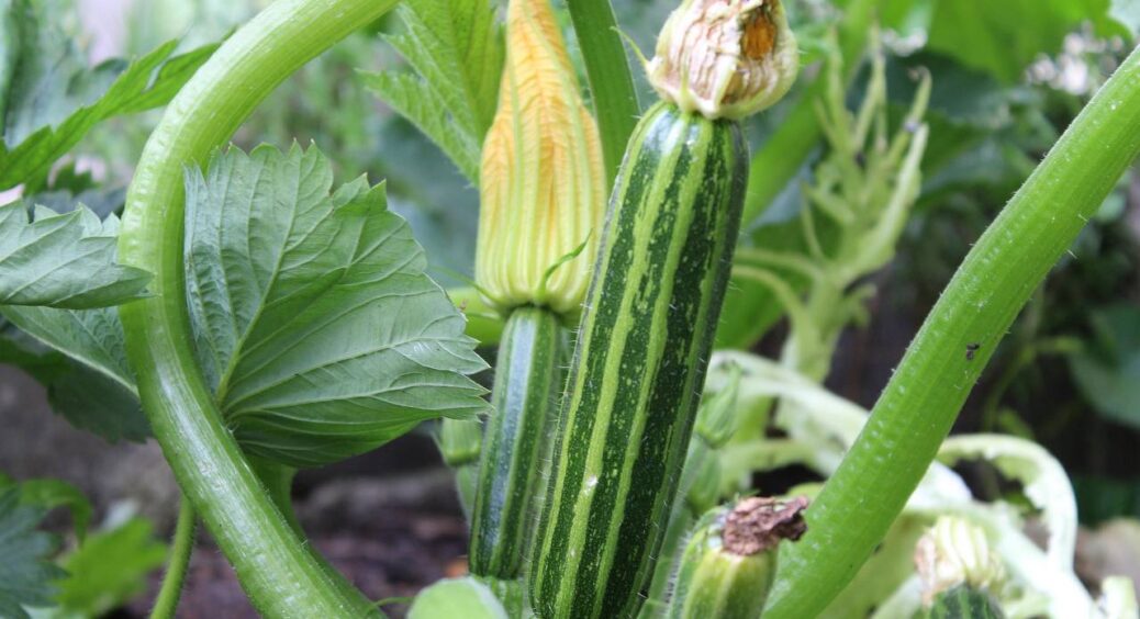 1 пакетик в окріп – і вся грядка покрита кабачками: врожайність збільшується в 2 рази – трюк кума-агронома 