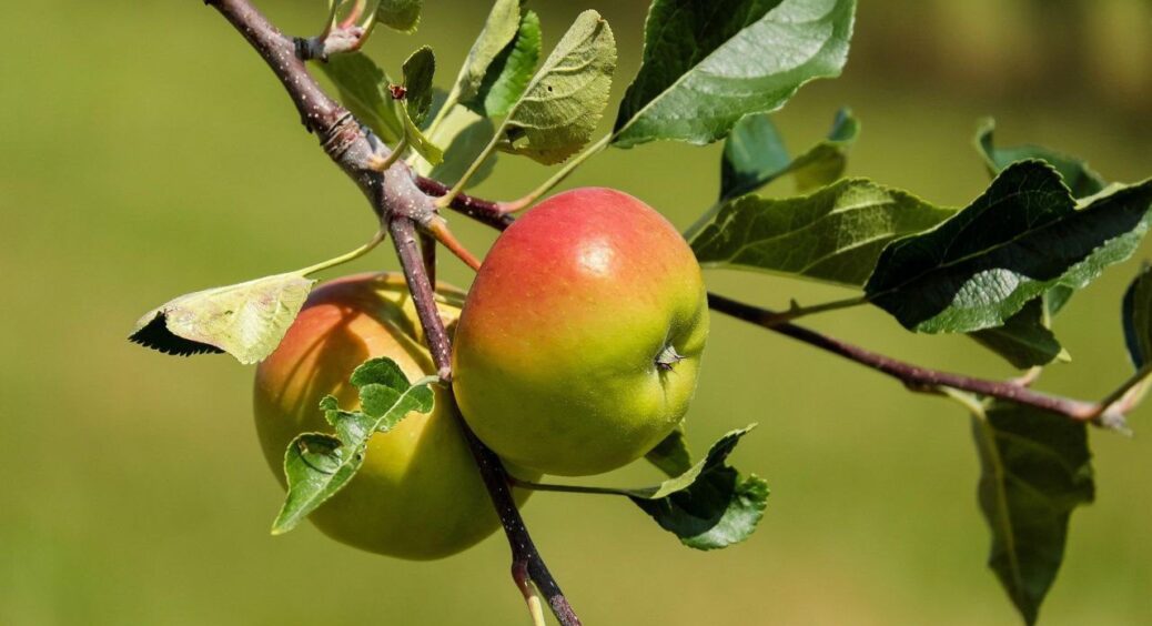 Яблуні скидали плоди без попередження – виявилось, що бракувало “1 вітаміну” з мікродобрива за 12 грн 