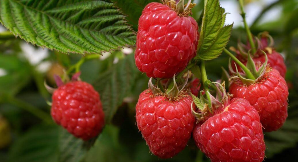 Кума-городниця каже — в неї малина розміром абрикос: розповіла мені “секретик” — сусіди лопнуть від завидки 