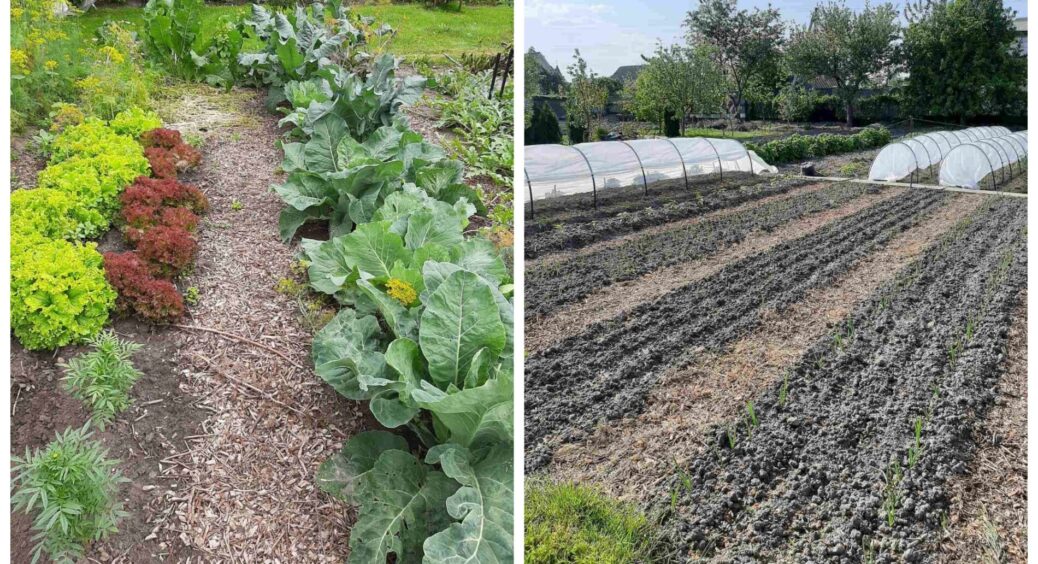 Грядки мають бути 80 см 4 рядка і широкі проходи, щоб город плодоносив, як навіжений: підслухала секрет у порадниці з села 