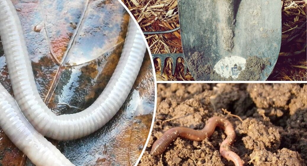 Ніякої лопати, брудних рук і клопоту: беру 1 палицю – і всі черв’яки самі виповзають зі своїх “схованок” 