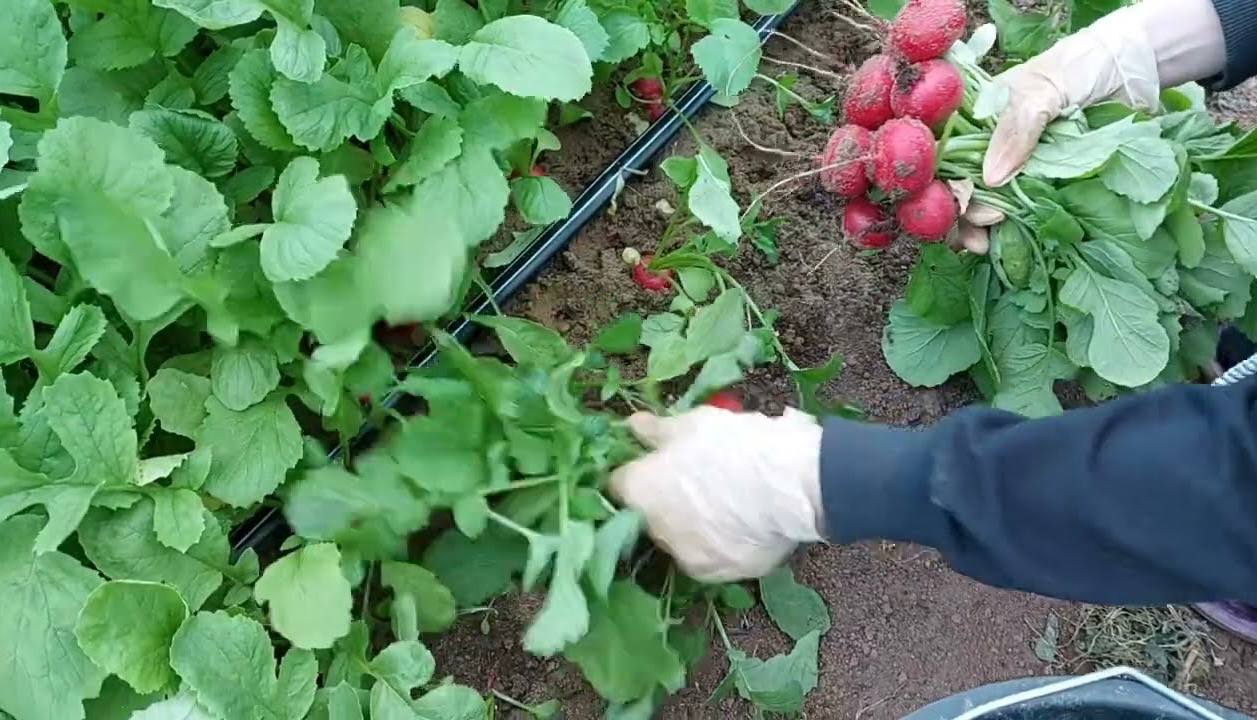Редис обожнює цю травневу підгодівлю: вношу її у фазі 5 листків – і врожай дуже соковитий та солодкий