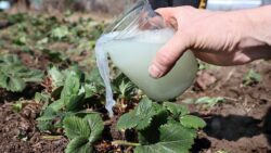 Експерти розповіли про “живу воду” для рослин на городі 