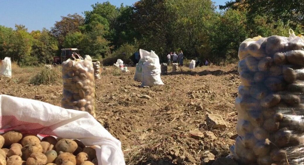 Моя бабуся підгодовувала картоплю своїм “секретним еліксиром” і вона вродила по 5 кг з куща! Рецепт з грядки дитинства 
