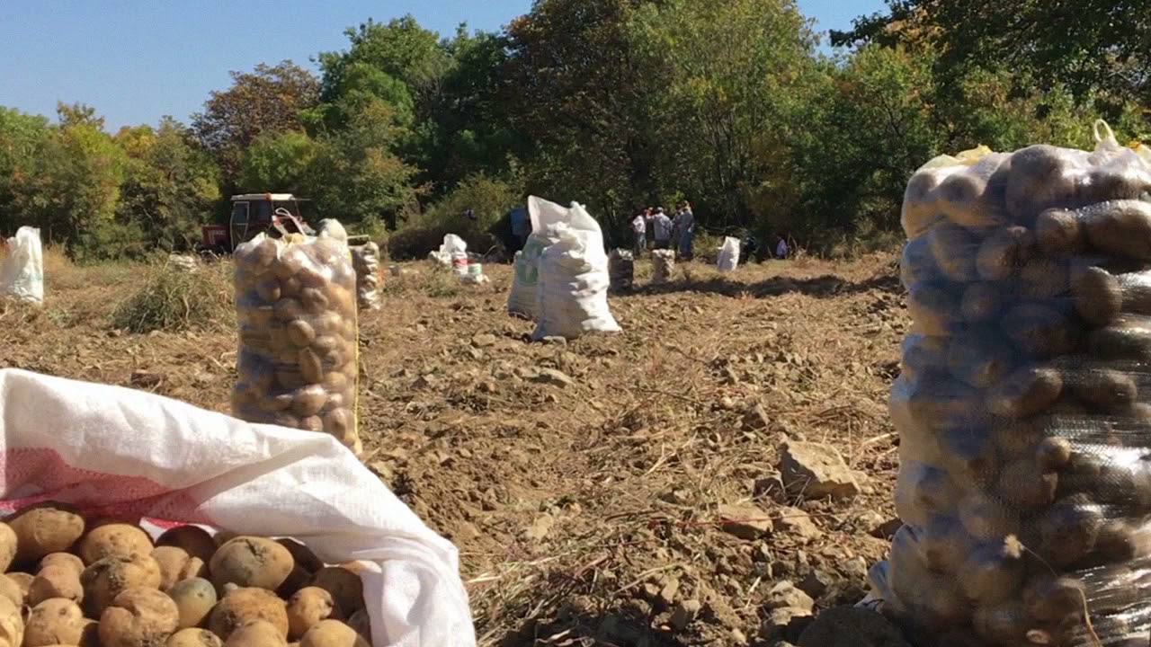Садівники розповіли про надзвичайно ефективне підживлення для картоплі