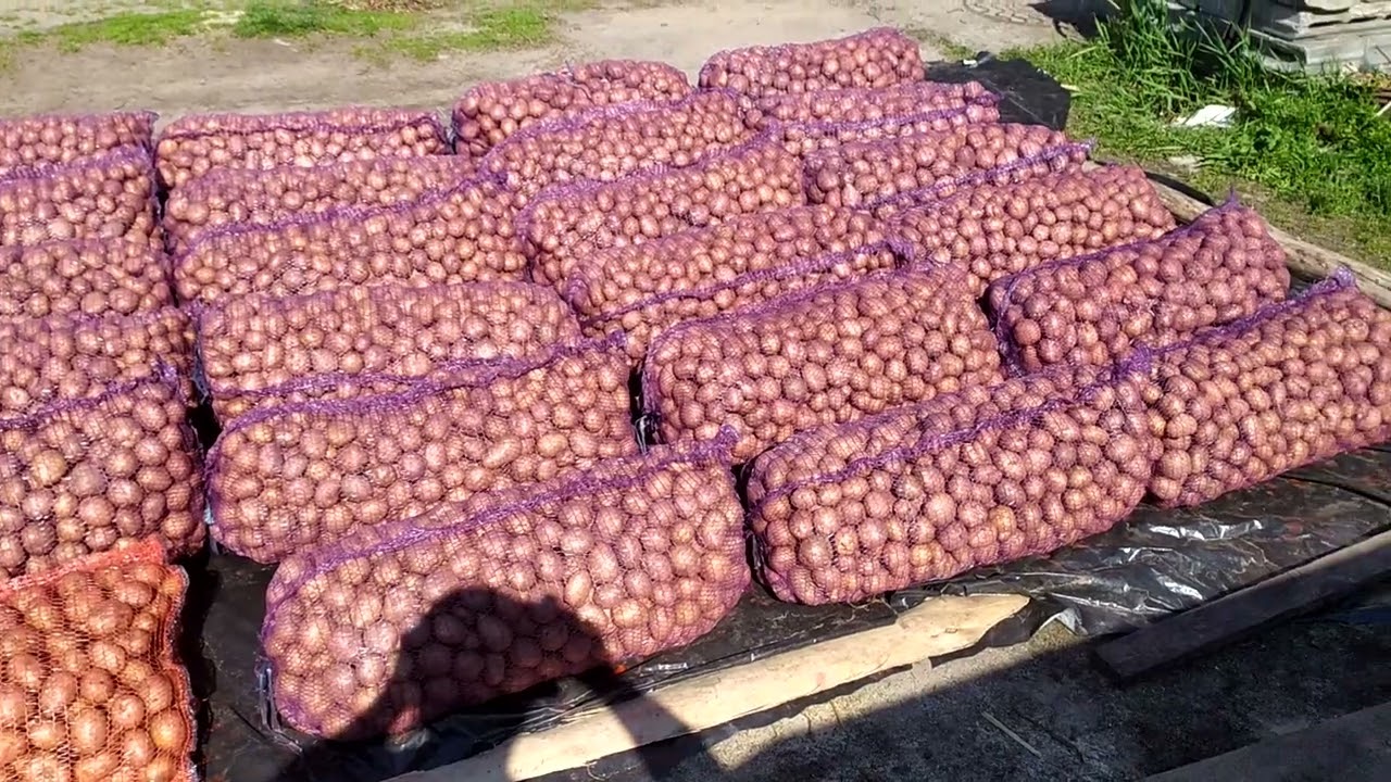 Агрономи поділилися секретами якісного й щедрого врожаю картоплі