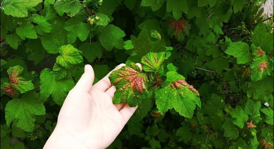 Мурахи “пасуть” попелицю, а ти — сад? Чим і коли обробити груші та яблуні, щоб не лишитися без врожаю 