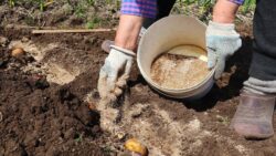 Садівники розповіли, що додати в лунку при посадці картоплі для гарного врожаю 